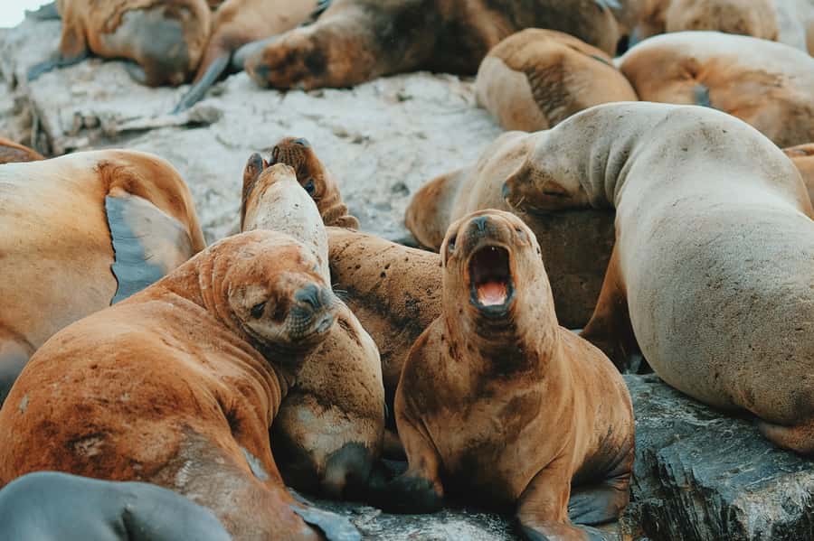 From Ushuaia: Beagle Channel Catamaran Tour - Key Things to Know Before You Go