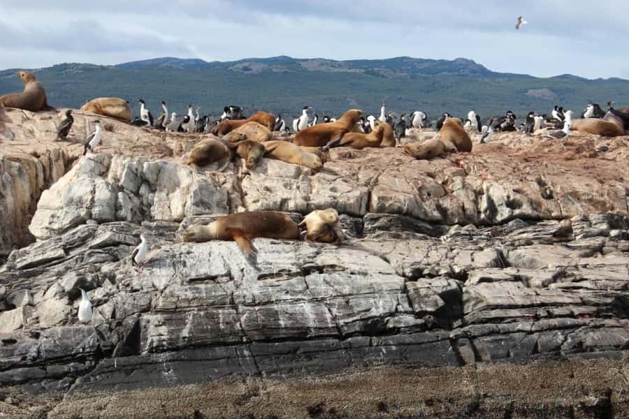 From Ushuaia: Penguin Watching Tour by Catamaran - Key things you’ll notice on this Ushuaia catamaran trip