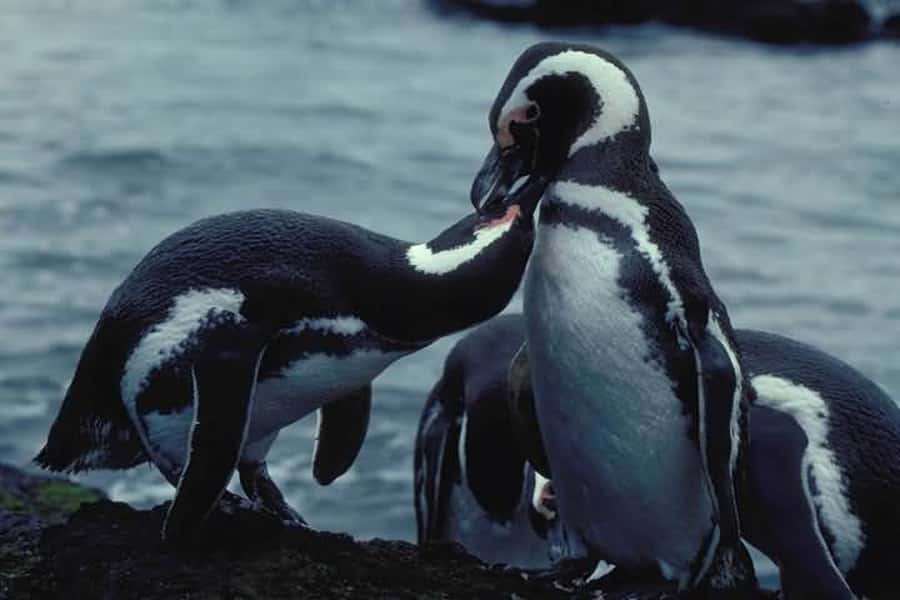 From Ushuaia: Penguin Watching Tour by Catamaran - From Ushuaia Port to the End of the World Museum zone