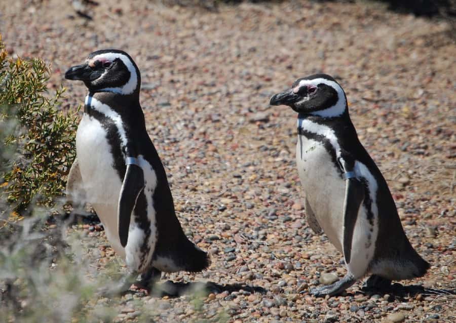 From Ushuaia: Penguin Watching Tour by Catamaran - Isla de los Lobos and the sea lions: a wildlife stop with less guessing