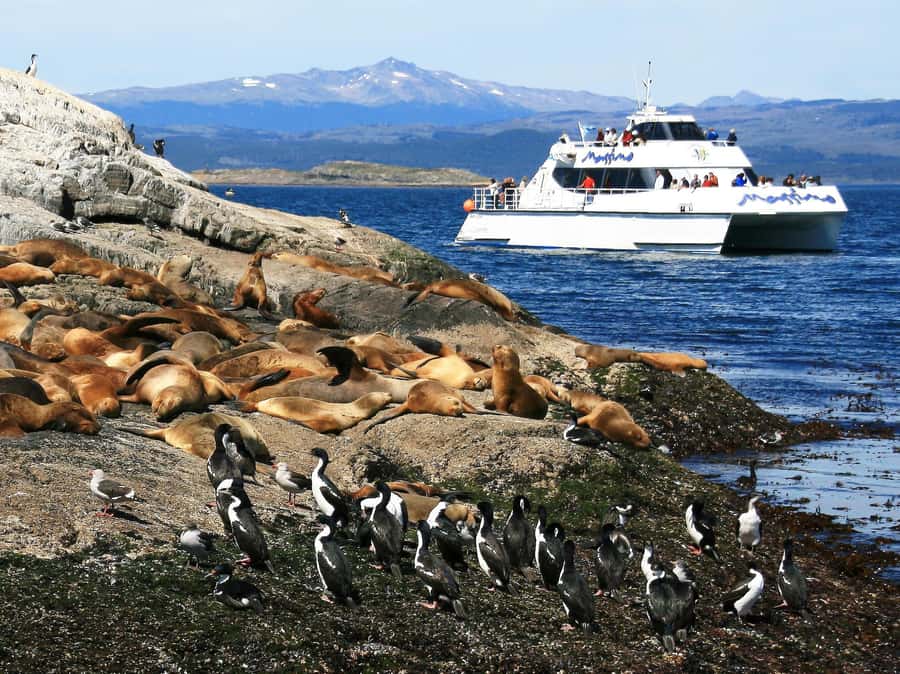 From Ushuaia: Penguin Watching Tour by Catamaran - Timing, comfort, and what to bring in Tierra del Fuego