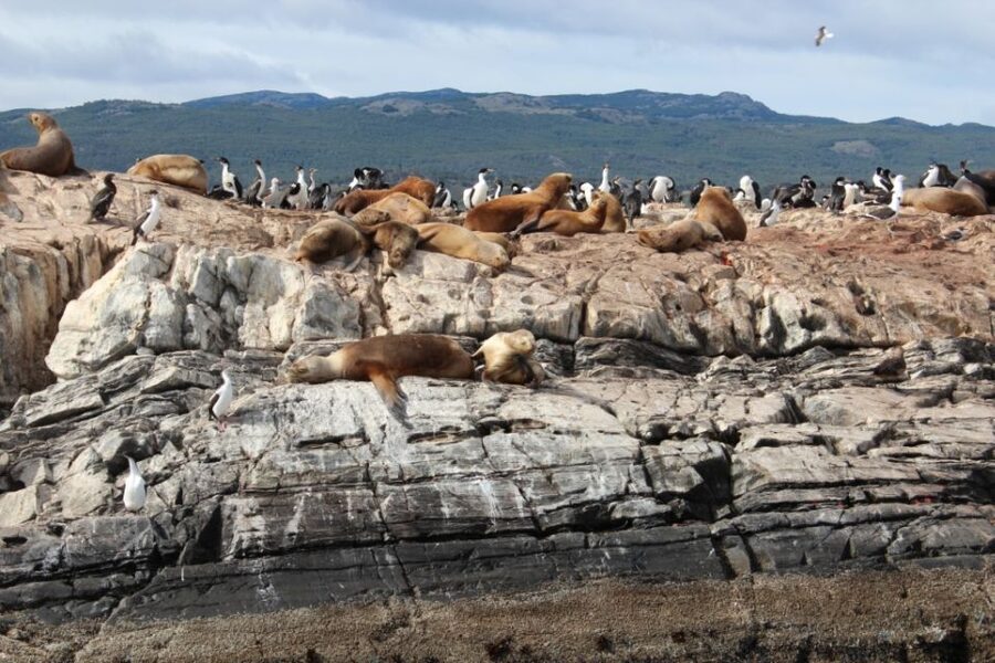 From Ushuaia: Penguin Watching Tour by Catamaran - Price and value: what $177 gets you (and where it can fall short)