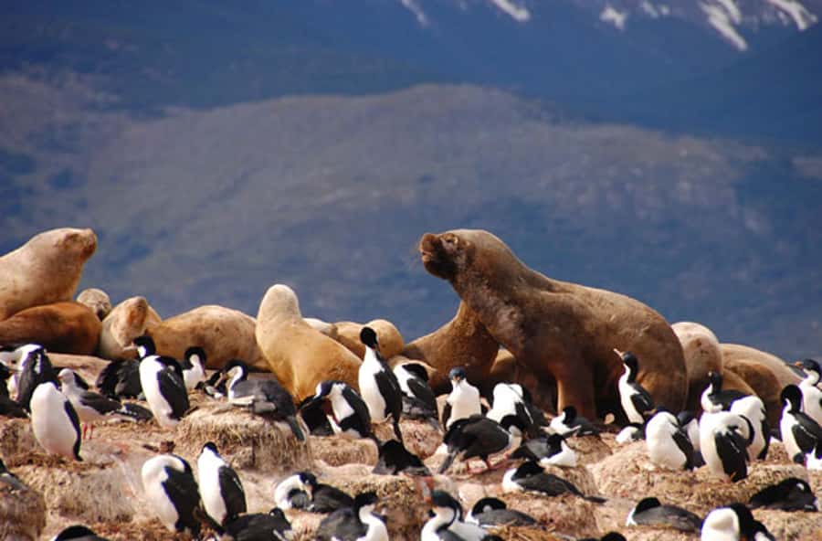 From Ushuaia: Penguin Watching Tour by Catamaran - Cruising the Beagle Channel on a catamaran: what matters in practice