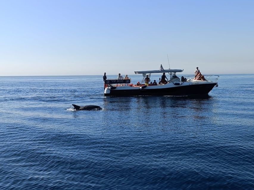 Fuengirola: Fantastic Dolphin Watching Yacht Tour with Drink - Price and value: what you really get for about $41