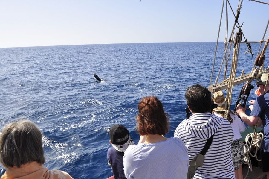 Fuerteventura: 4-Hour Pirate Sailing Adventure - Pedra Sartaña and the pirate crew: what makes this sailing feel different