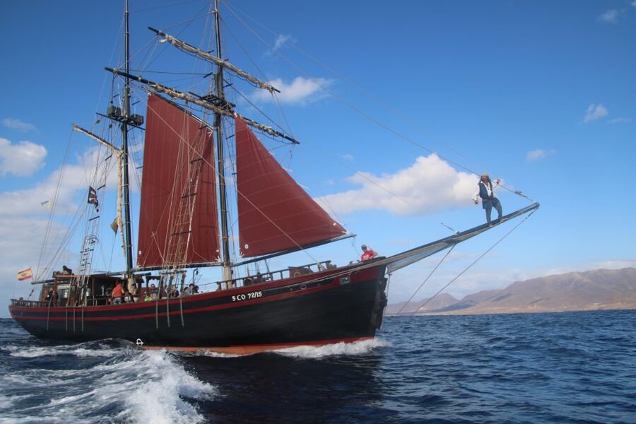 Fuerteventura: 4-Hour Pirate Sailing Adventure - Wildlife spotting along the south coast: dolphins, whales, and turtles