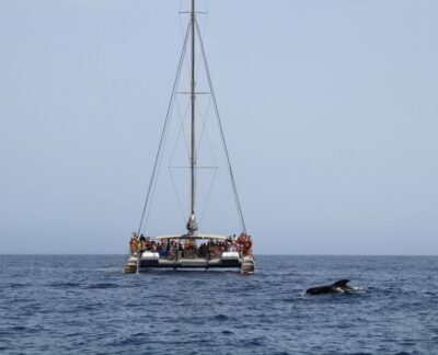 Fuerteventura: Magic Catamaran Trip with Food and Drinks - Dolphins and whales off Fuerteventura’s southern volcanic coast