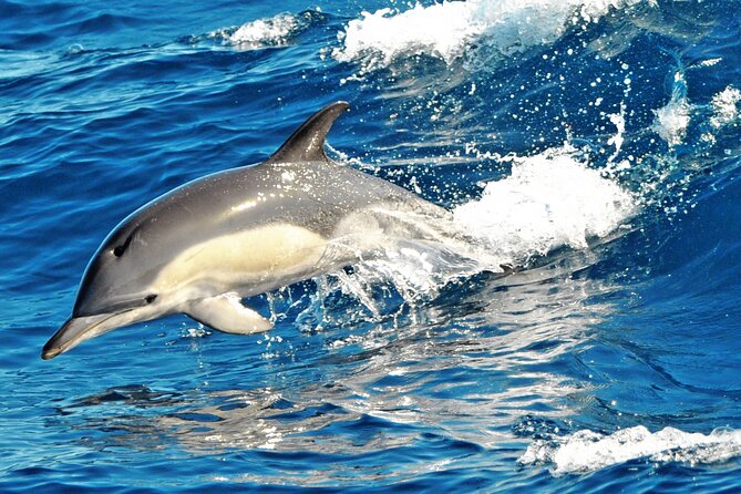 Fuerteventura: Magic Select Catamaran Trip with Food & Drinks - Pickup From Costa Calma, Esquinzo, and Jandía: Easy or Just Slightly Tricky?