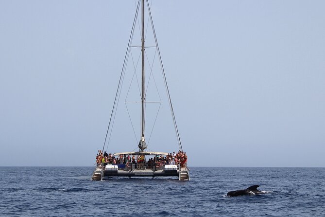 Fuerteventura: Magic Select Catamaran Trip with Food & Drinks - Who Should Book This Trip (and Who Might Skip It)