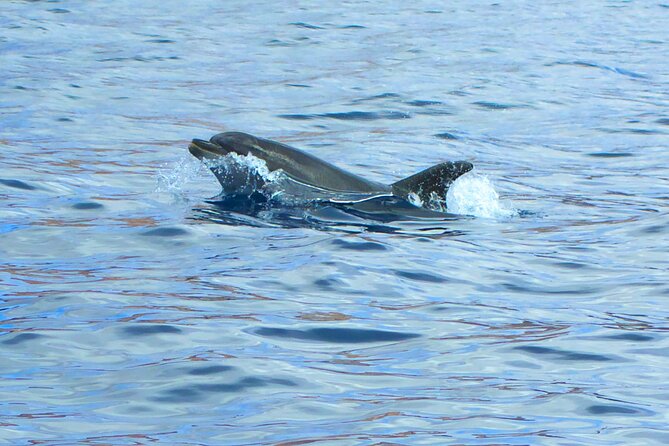 Fuerteventura Sailing Trip from Morro Jable - Steering the Yacht, Snorkeling Gear, and the Marine-Life Odds