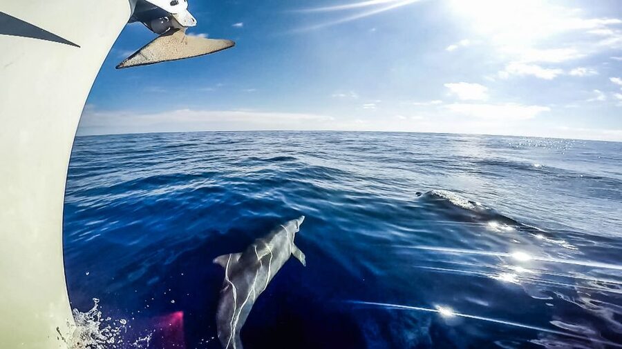 Fuerteventura: Sailing with Snorkeling and Dolphin Watching - Price and value: is $104 per person a fair deal?