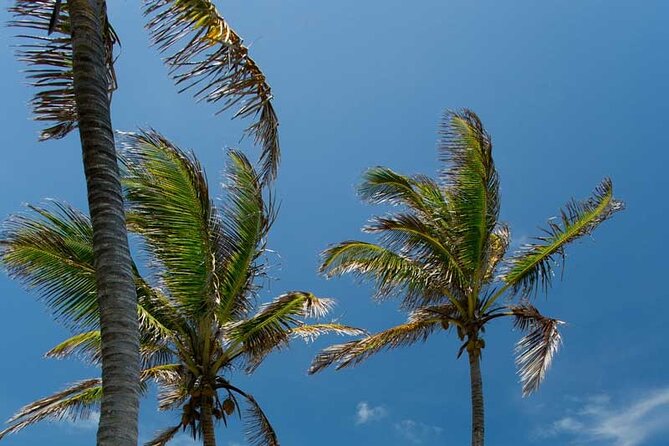 Full-Day Isla Contoy Sailing Nature Experience in Mujeres - What to pack for a catamaran day with two islands and a snorkel
