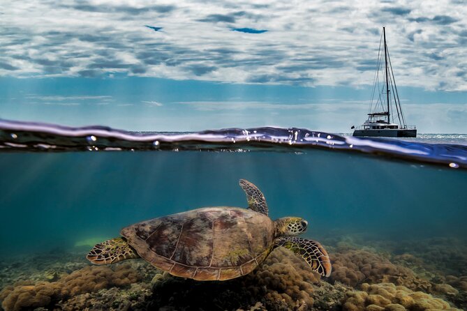 Full Day Low Isles Sailing & Snorkelling Cruise from Port Douglas - Marine biologist + snorkeling coaching: how to make the most of the reef