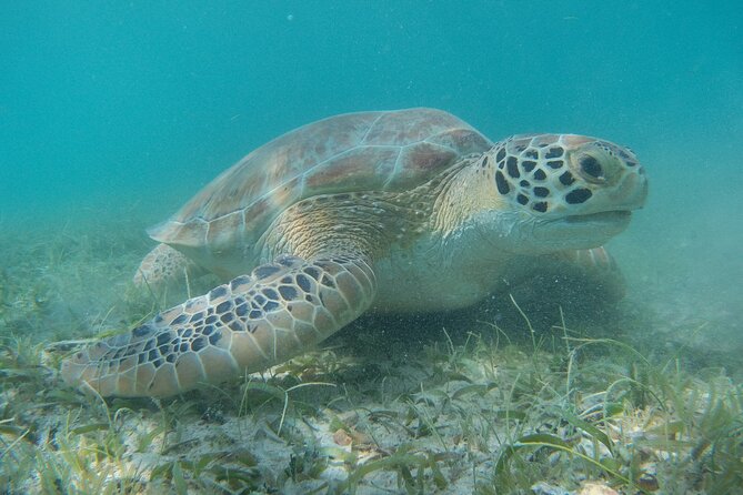 Full Day Private Charter, Snorkel St. John (12 guests, 55’ yacht) - Price check: what $797.50 per person really buys