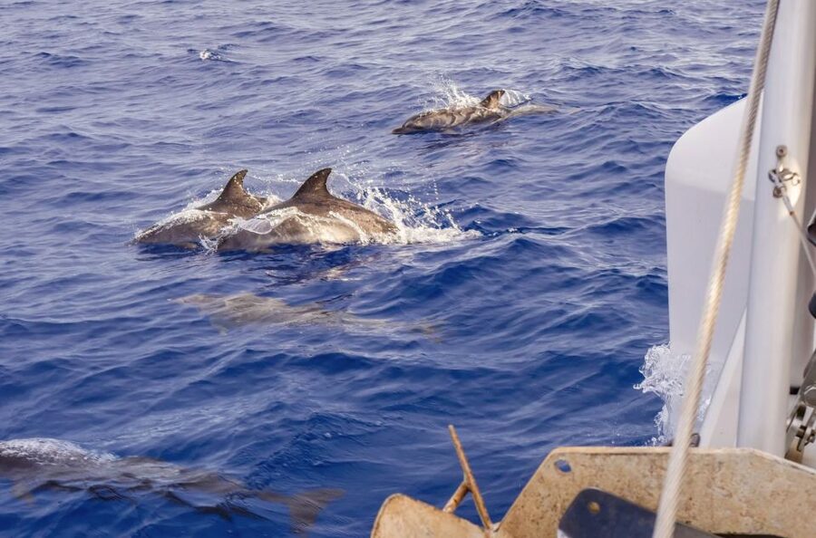 Funchal Bay: Dolphin & Whale Watch Luxury Catamaran Cruise - Crew and On-Board Vibe: Where Comfort Meets Respectful Watching