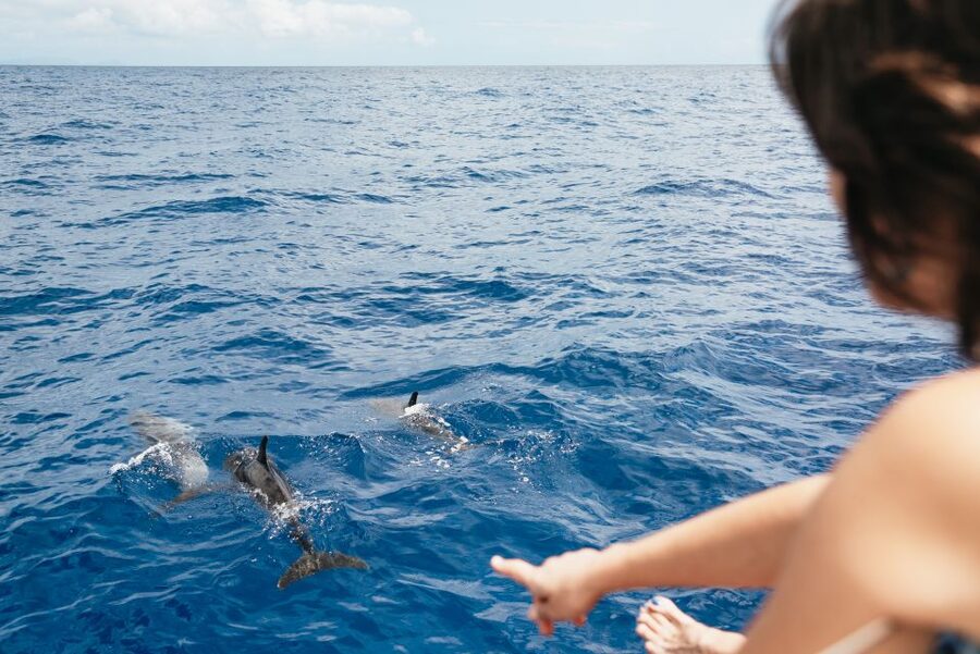 Funchal Bay: Dolphin & Whale Watch Luxury Catamaran Cruise - Practical Advice: What to Bring and What to Skip