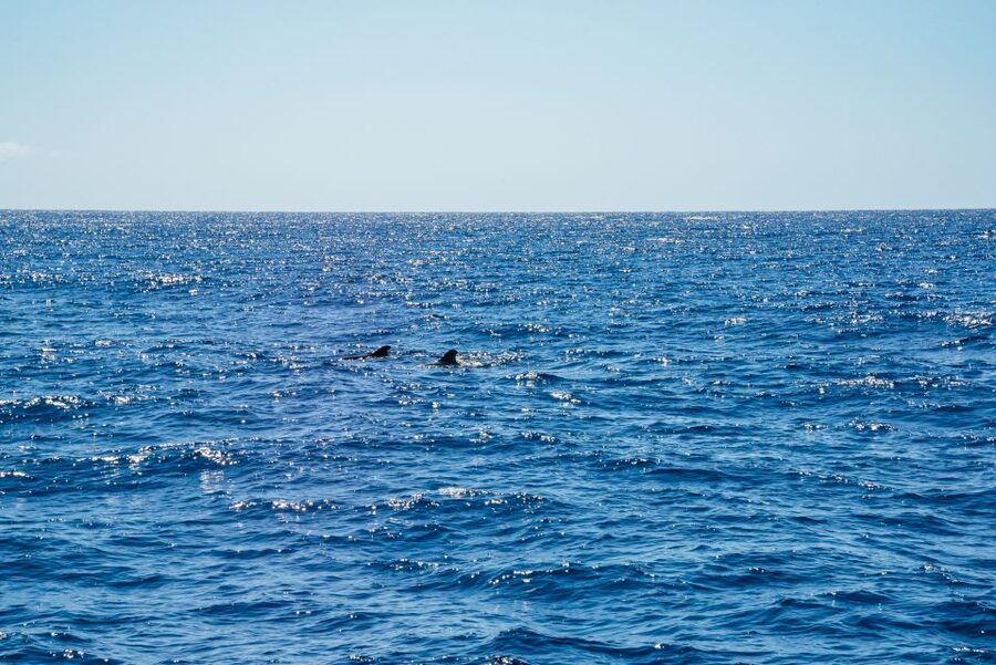 Funchal: Dolphin and Whale Watching by Luxury Catamaran - Cabo Girão: the 580-meter cliff stop that changes the whole trip