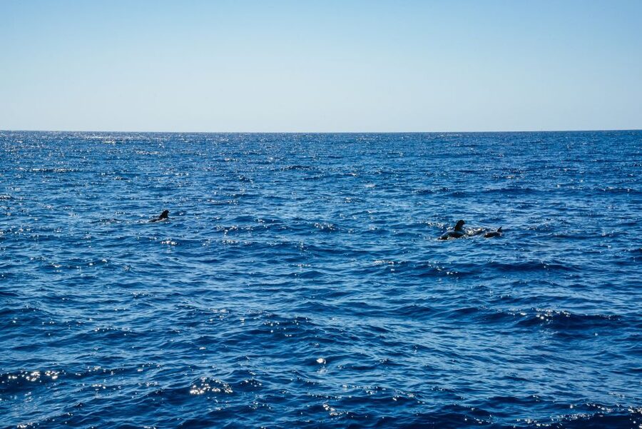 Funchal: Dolphin and Whale Watching by Luxury Catamaran - What “luxury catamaran” actually means on this ride