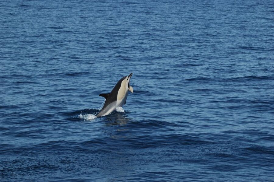 Funchal: Dolphin and Whale Watching Catamaran Cruise - Quick hits you should know before you board