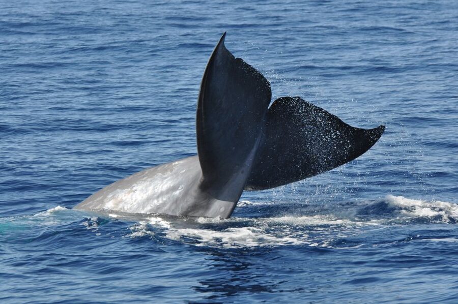 Funchal: Dolphin and Whale Watching Catamaran Cruise - Who should book this Funchal dolphin and whale cruise