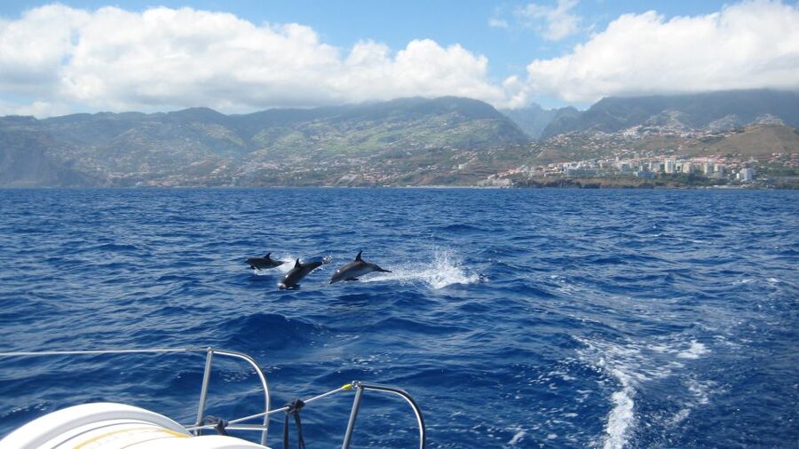 Funchal: Dolphin and Whale Watching Catamaran Cruise - What this Madeira catamaran trip is really about