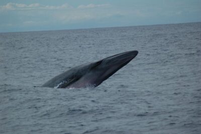 Funchal: Dolphin and Whale Watching Catamaran Cruise - Getting to the boat: Funchal Marina and smooth check-in
