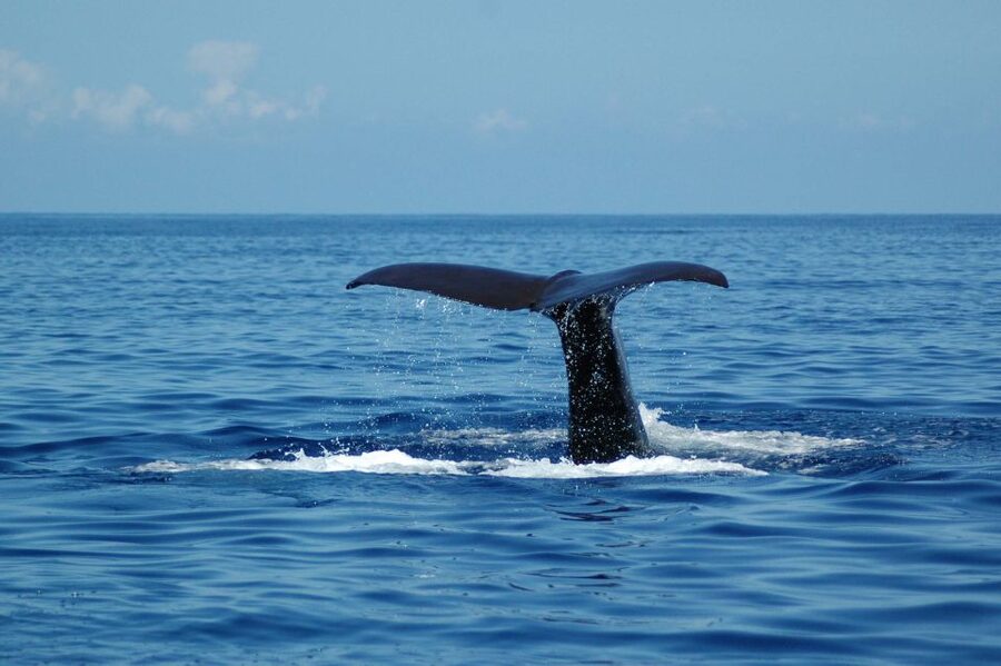 Funchal: Dolphin and Whale Watching Catamaran Cruise - Cabo Girão stop: crystal-clear water and your swim window