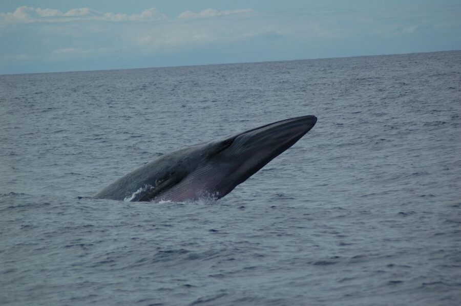 Funchal: Dolphin and Whale Watching Catamaran Cruise - Getting to the boat: Funchal Marina and smooth check-in