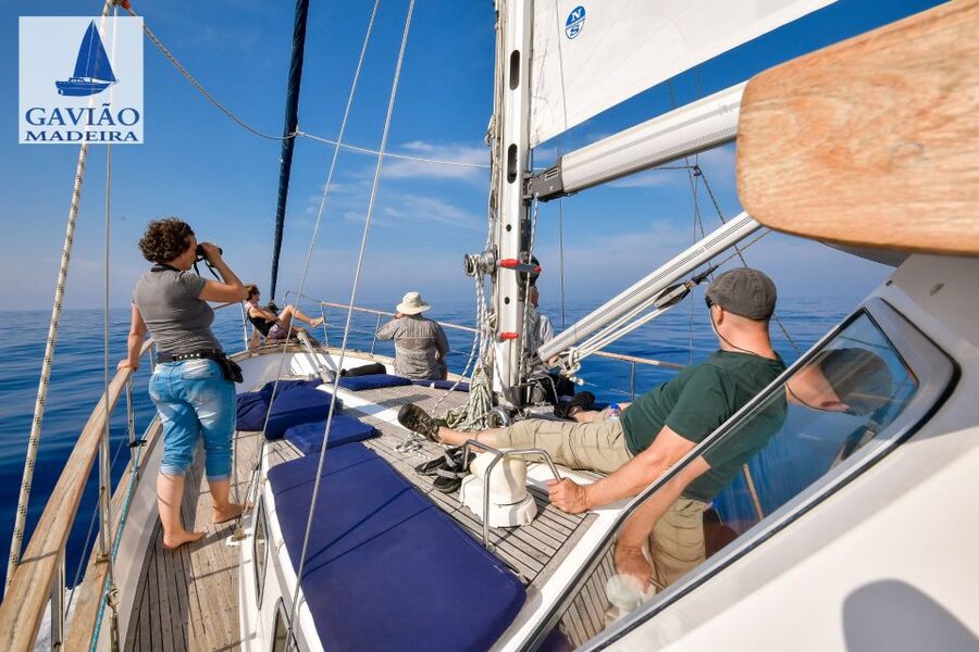 Funchal: Dolphin and Whale Watching Sailing Trip - On-board vibe: drinks, guide talk, and a calmer kind of sightseeing