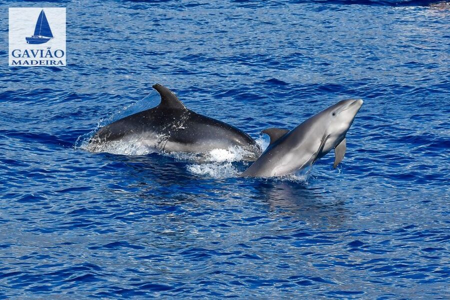 Funchal: Dolphin and Whale Watching Sailing Trip - Price and value: what $47 gets you for a 3-hour ocean outing