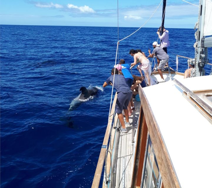 Funchal: Dolphin and Whale Watching Sailing Trip - What to bring, wear, and avoid (so your day goes smoothly)