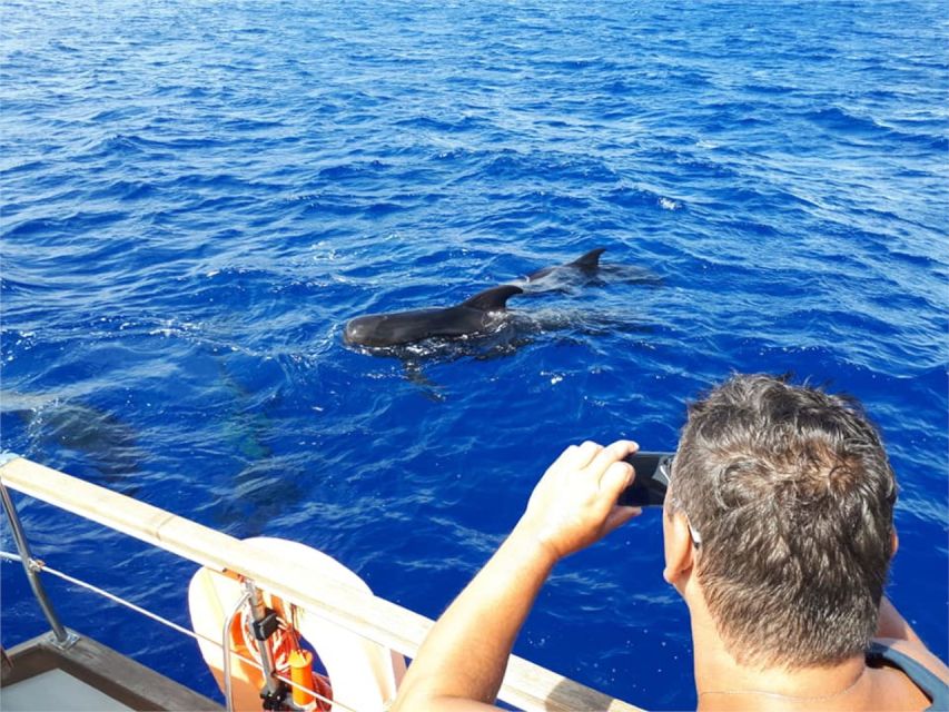 Funchal: Dolphin and Whale Watching Sailing Trip - Should you book the Gaviao Madeira dolphin and whale sailing trip?