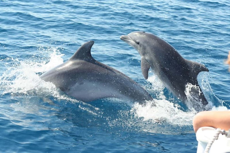 Giardini Naxos: Dolphin Catamaran Sunset Tour with Aperetif - Dolphin watching done with tools, not just luck