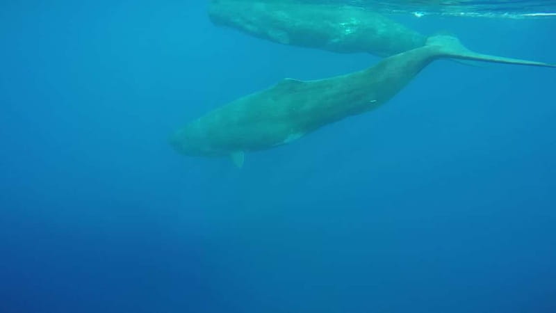 Giardini Naxos: Dolphin Catamaran Sunset Tour with Aperetif - The Coast of Myths route: photo moments and myth-themed storytelling