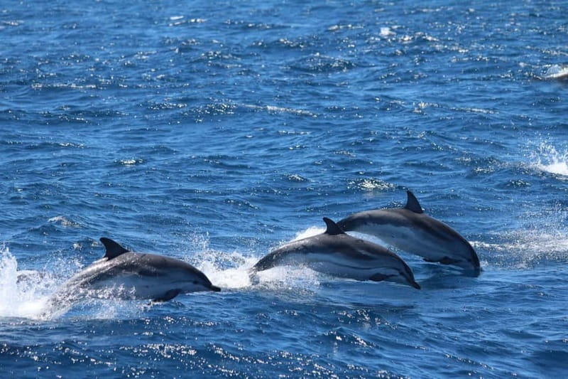 Giardini Naxos: Dolphin Catamaran Sunset Tour with Aperetif - Music, movie-set storytelling, and the White Lotus connection
