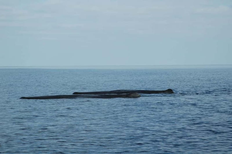 Giardini Naxos: Dolphin Catamaran Sunset Tour with Aperetif - Price and value: is $65 fair for this kind of cruise?