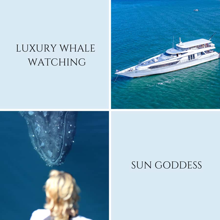 Gold Coast: Luxury Whale Watching Tour - Weather changes everything: rebook or refund if the sea turns rough