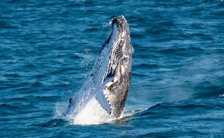 Gold Coast: Luxury Whale Watching Tour - The marine biologist talks you through whale migration off the Gold Coast