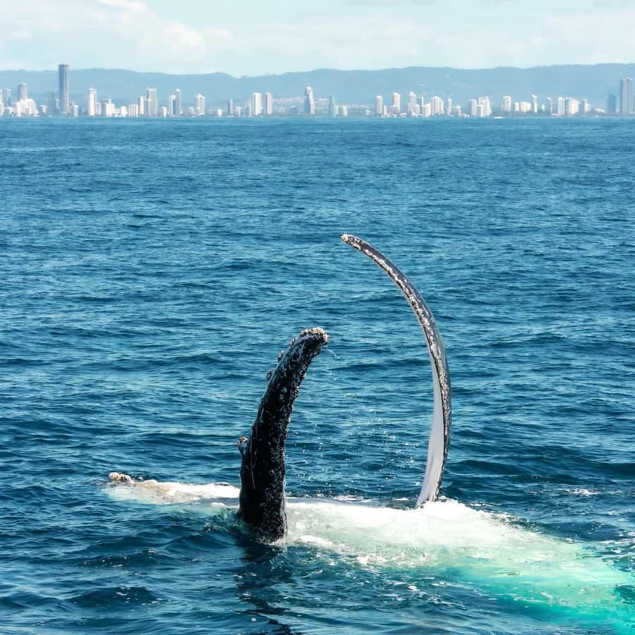 Gold Coast: Luxury Whale Watching Tour - Whale spotting strategy on a moving, changing sea