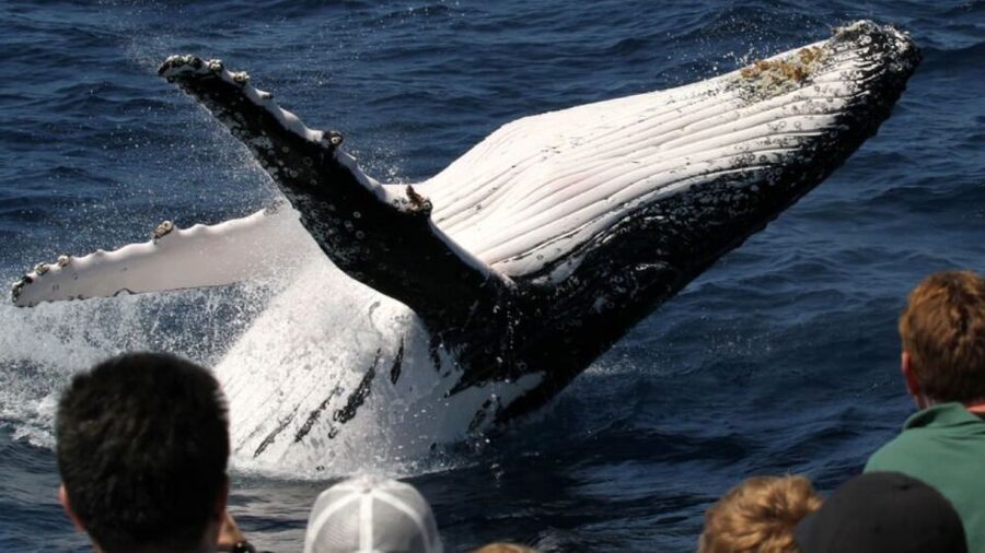 Gold Coast: Luxury Whale Watching Tour - Included food, bar options, and the no outside-drinks rule