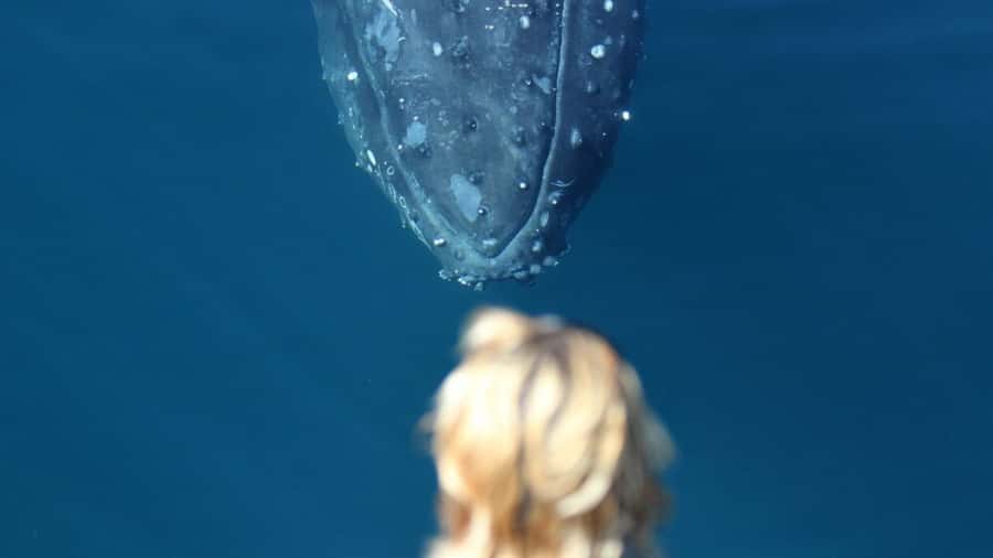 Gold Coast: Luxury Whale Watching Tour - Family-friendly touches: kids under 3 free and onboard activities