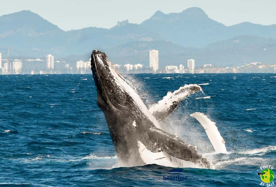 Gold Coast: Luxury Whale Watching Tour - Who should go (and who might want a different option)
