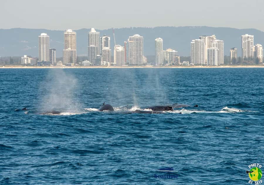 Gold Coast: Luxury Whale Watching Tour - Price and value: what $53 gets you on the water