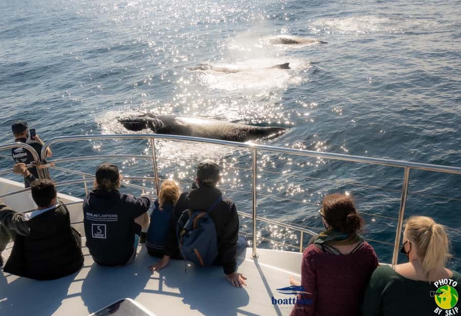Gold Coast: Luxury Whale Watching Tour - Timing and where you board near Marina Mirage