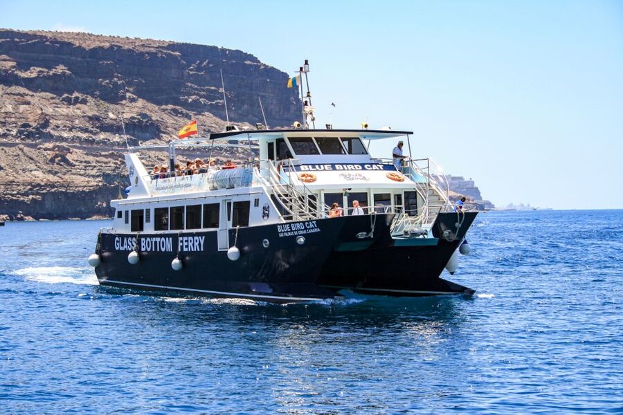 Gran Canaria: Catamaran Dolphin Watch Cruise with Snorkeling - Key Highlights You’ll Care About