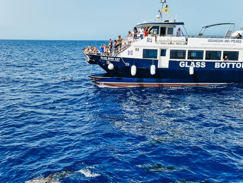 Gran Canaria: Catamaran Dolphin Watch Cruise with Snorkeling - Setting Sail from Puerto Base: What Starts This Cruise