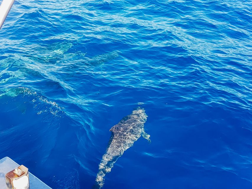 Gran Canaria: Catamaran Dolphin Watch Cruise with Snorkeling - Timing: How the 3.5 Hours Usually Feel
