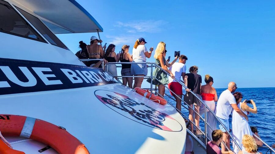 Gran Canaria: Catamaran Dolphin Watch Cruise with Snorkeling - Comfort, Sea Conditions, and Seasickness Reality