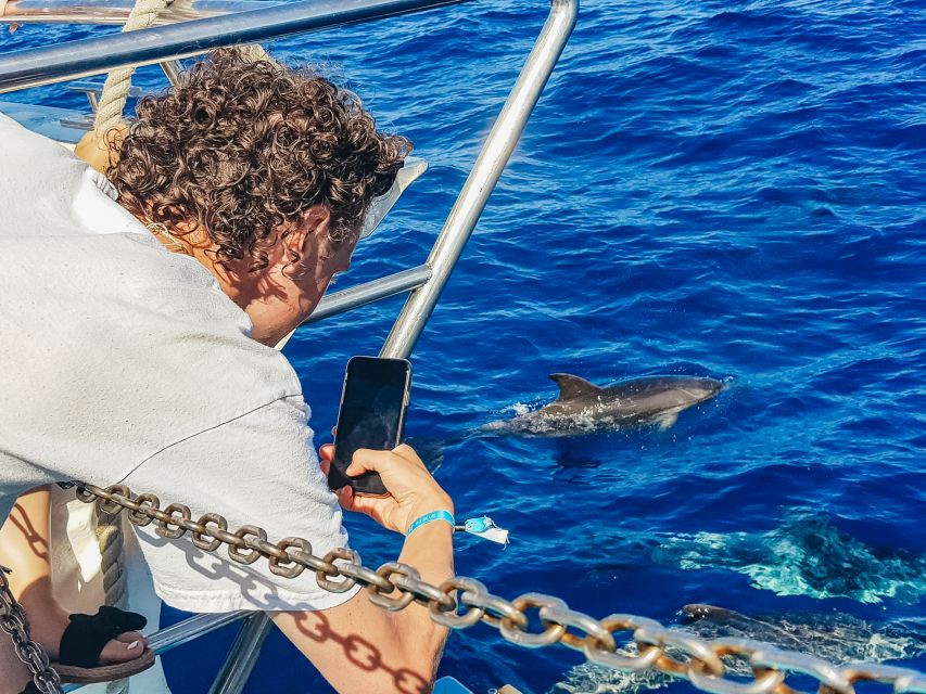 Gran Canaria: Catamaran Dolphin Watch Cruise with Snorkeling - Price and Value: Why About $44 Can Work