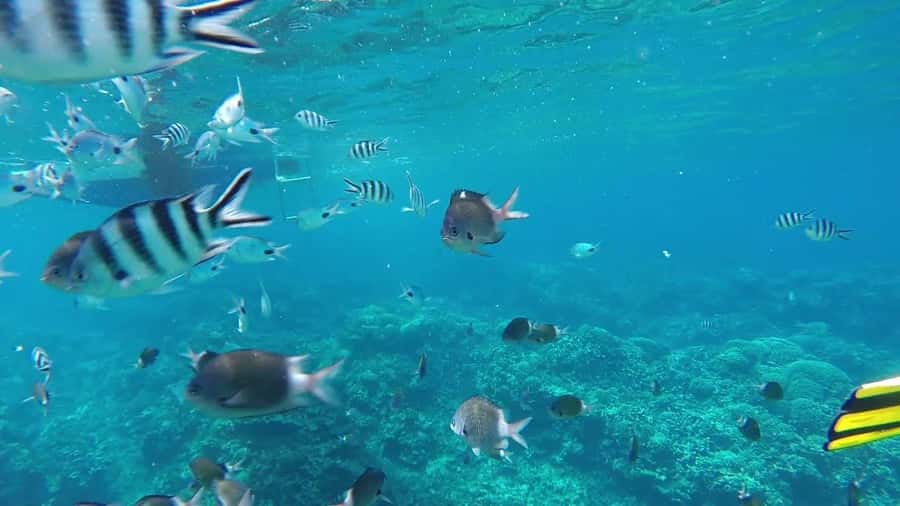 Grand Baie: Catamaran 3 Islands Cruise & Lunch on the Island - Key things to know before you go
